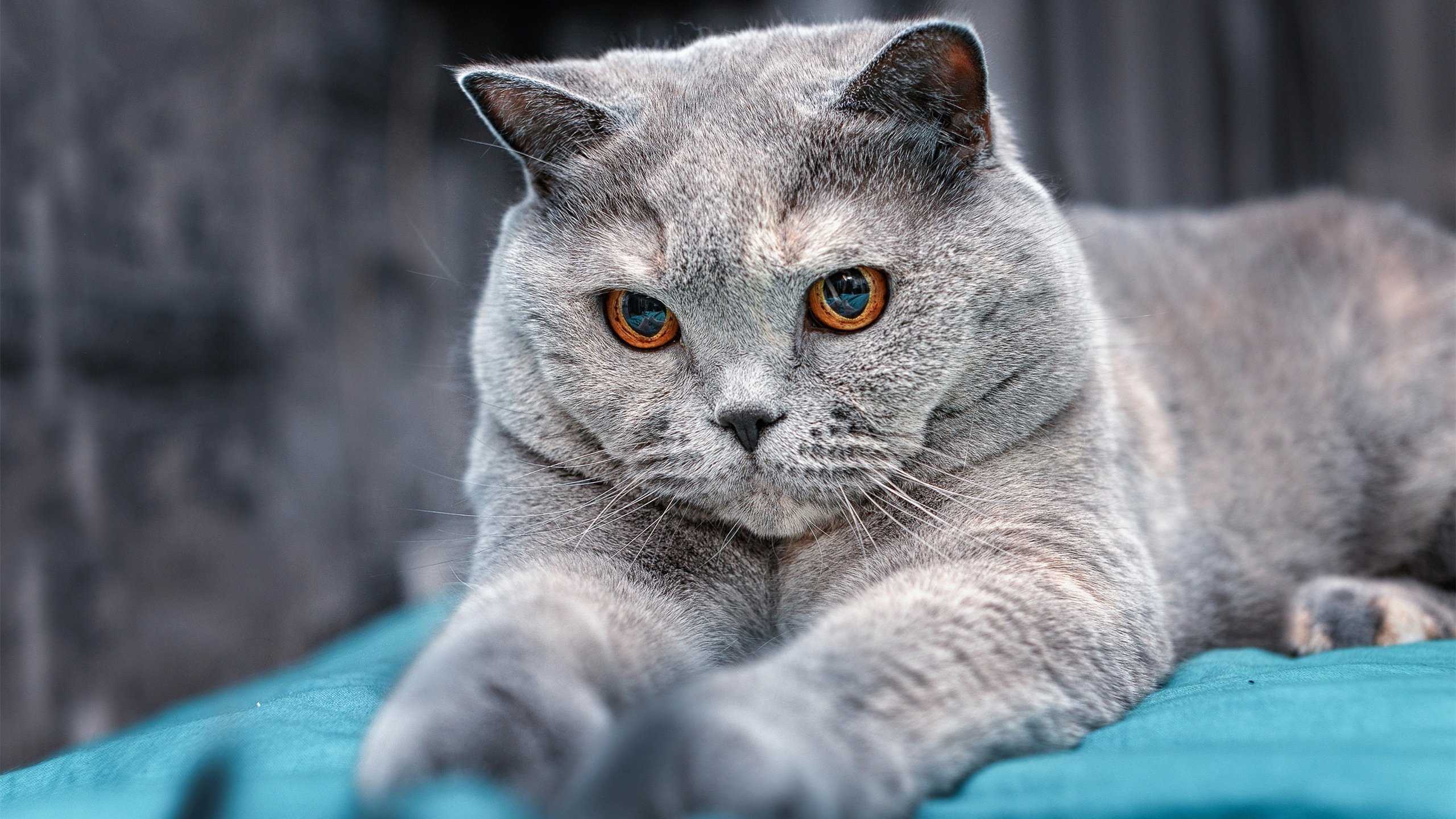 化学反应，威廉姆斯如何用一人引擎的塞恩斯拉爆哈斯的零件堆