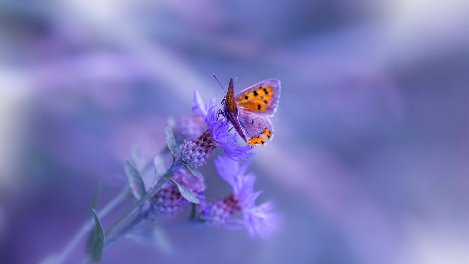 唯一性的艺术，当卡瓦哈尔在半决赛接管，曼城的轻取已成绝响