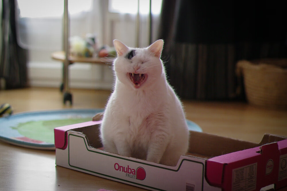 新王登基!北欧铁骑碾过奥地利,京多安打出唯一性生涯之夜