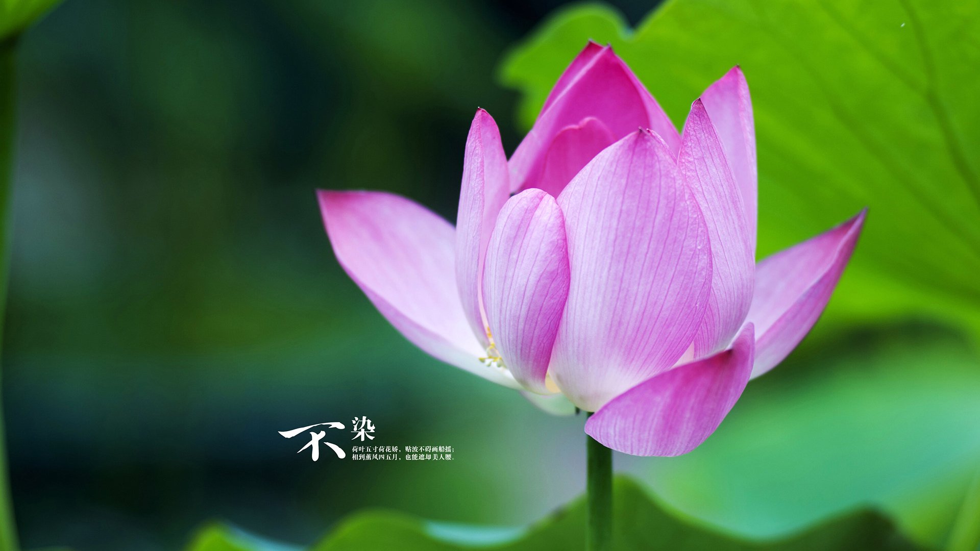 时空错位的传奇之战,当瑞士军刀遇上完全无解的阿拉巴