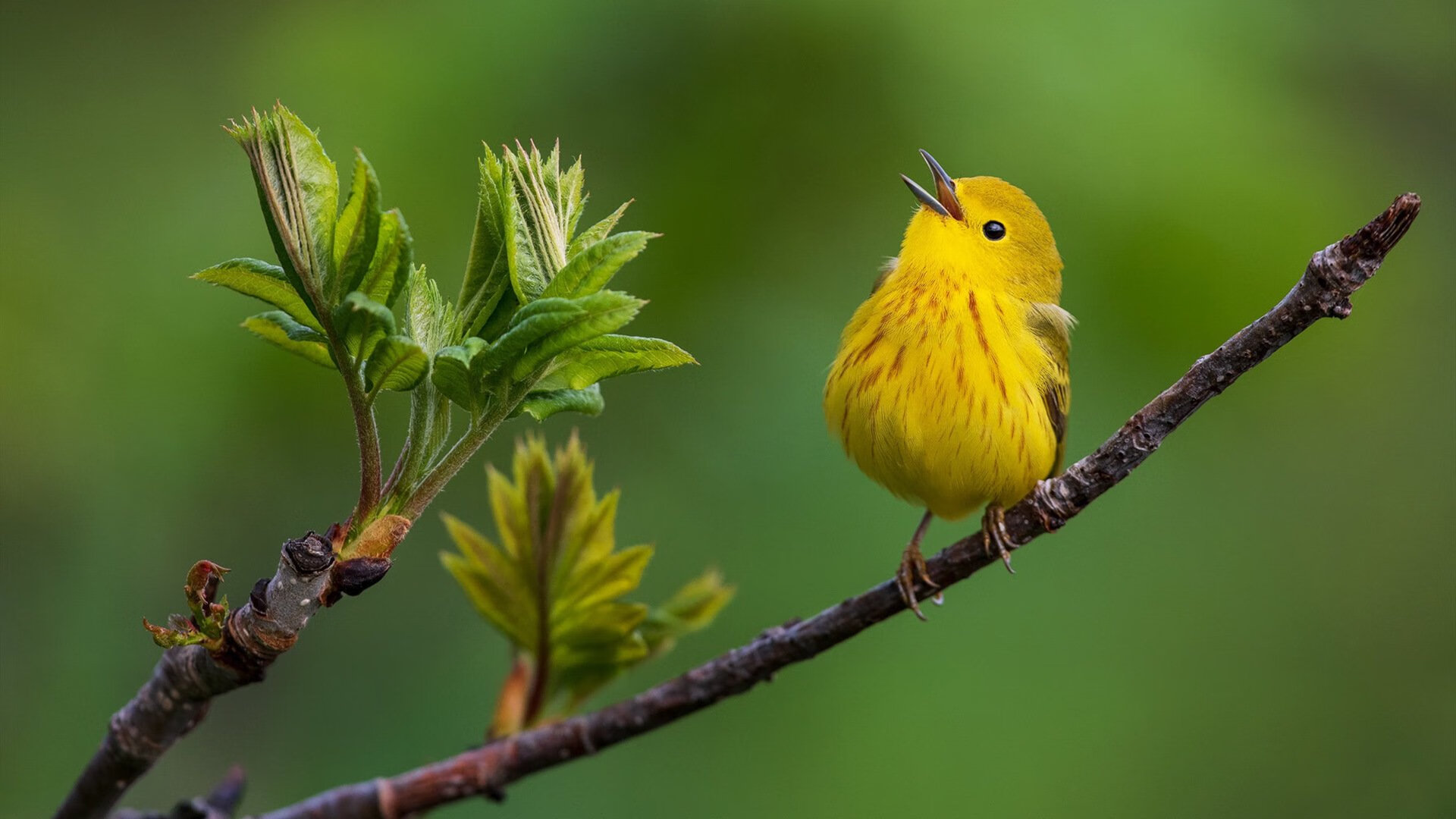 马赛狙击战,奥运周期关键一役,洪都拉斯梦碎之夜