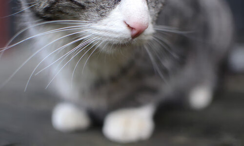 破壁者,斯通斯的魔术与瑞典哲学对国际米兰的终极审判