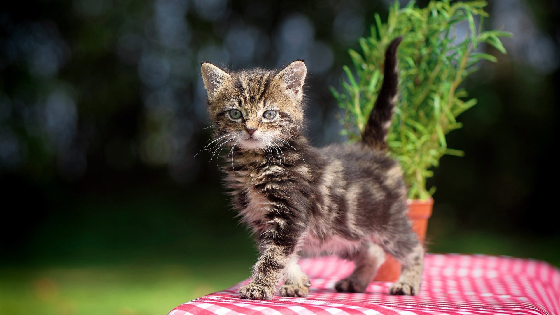 当苏亚雷斯撕裂英格兰防线，安哥拉已埋下命运的伏笔，足球史上两场跨越时空的对话