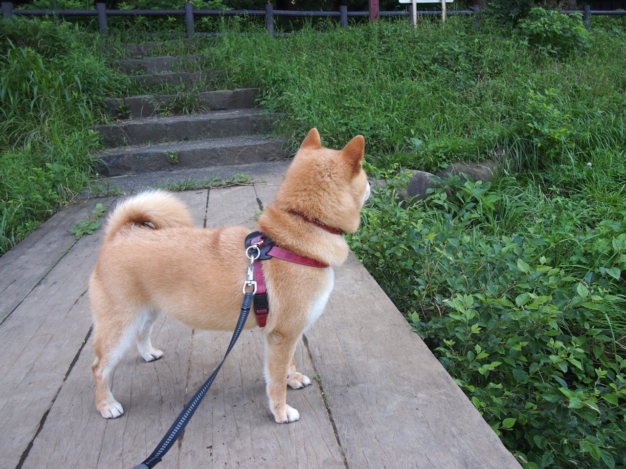 门将之夜，当奥纳纳的存在感填满球场，北伦敦之王却让里昂遭遇溃败