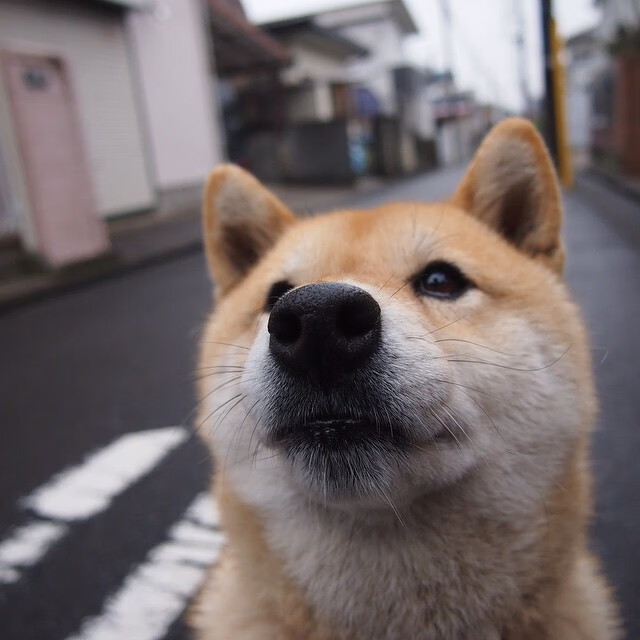 亚洲猛虎vs南美雄鹰，本泽马攻防两端全能王，点燃世界杯之夜