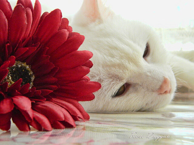 西决生死战之夜，萨拉赫的冰与火之诗