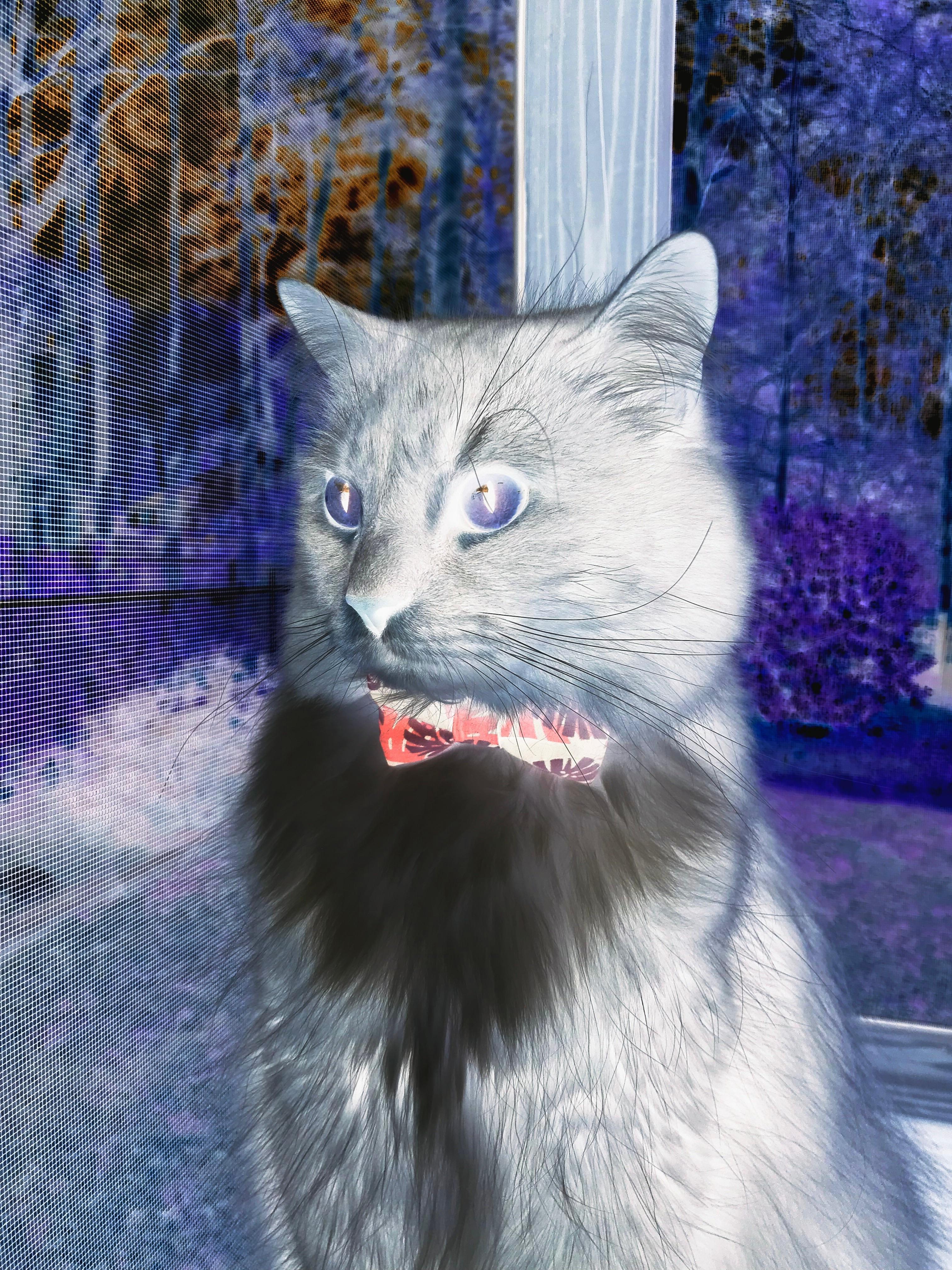 斯堪的纳维亚重划版图,卡拉斯科一剑封喉,丹麦客场带走瑞典