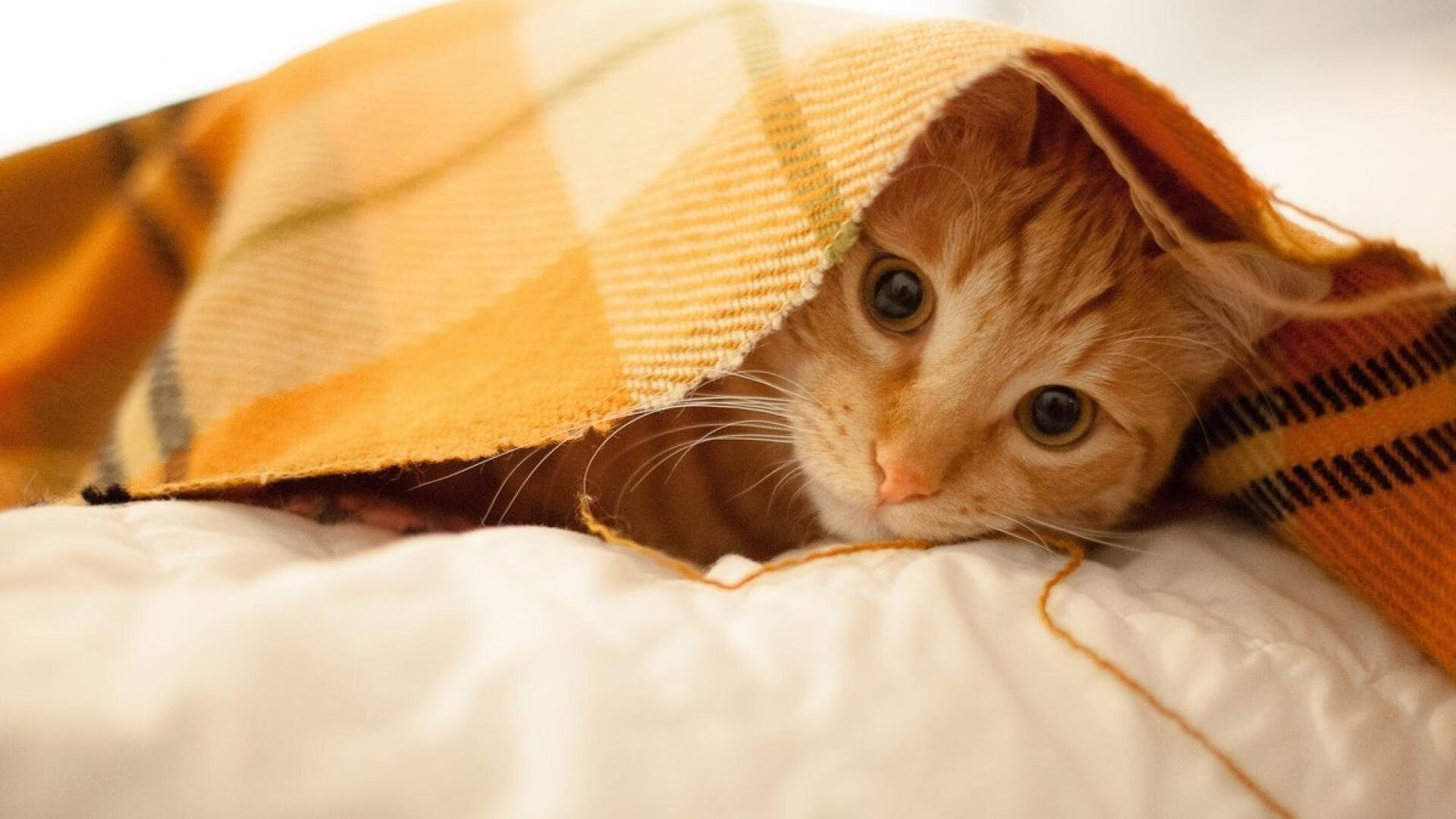 意甲焦点战之夜，克莱的完美发挥，铸就传奇时刻