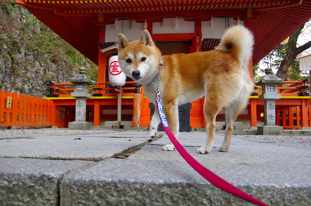 冰冷三分雨浇灭魔术，新疆队强行终局终结魔咒
