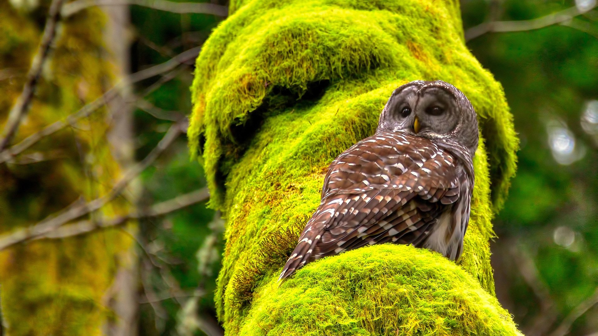 从奥兰多到马尼拉，字母哥的权杖交接之夜