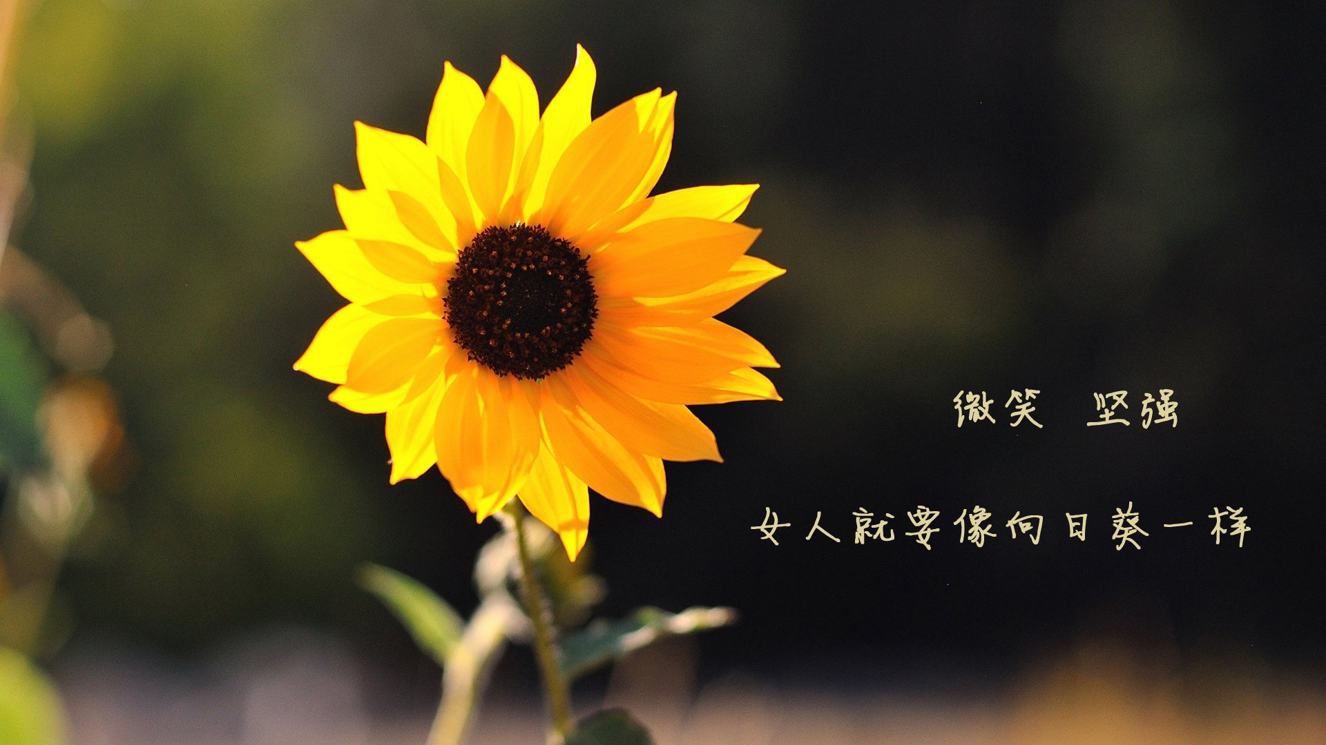 唯一的神迹，2026世界杯A组，当哥伦比亚的绝杀与C罗的致命一击穿越时空交叠