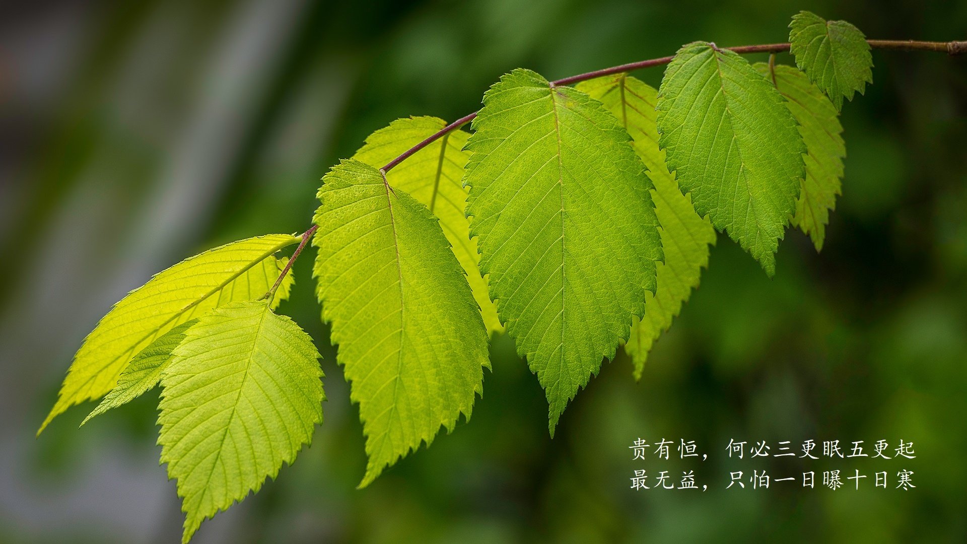 绝境中的蓝月亮，卢卡库的孤勇，与智利人撕裂巴尔干防线的一夜